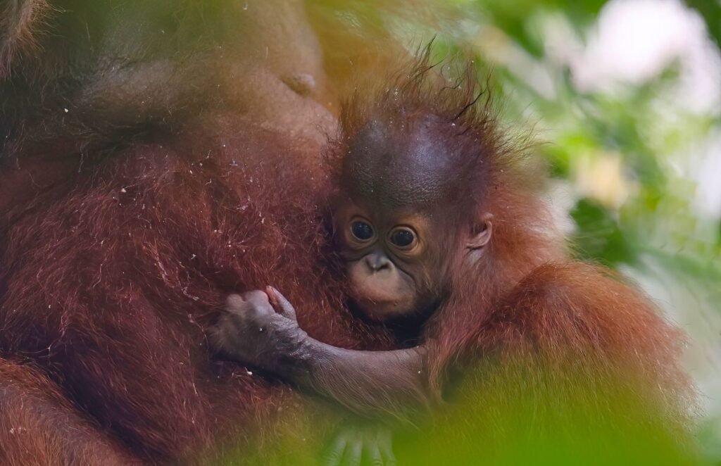 Orangutan, Rehabilitation Center, Sabah, Borneo