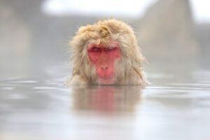 A0A2A6958-SharpenAI-Motion