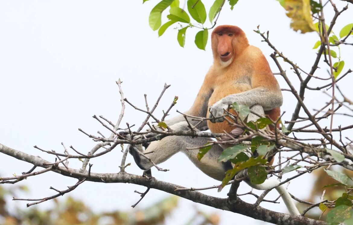 Proboscis Monkey, Kinabatangan River, Borneo, Sabah