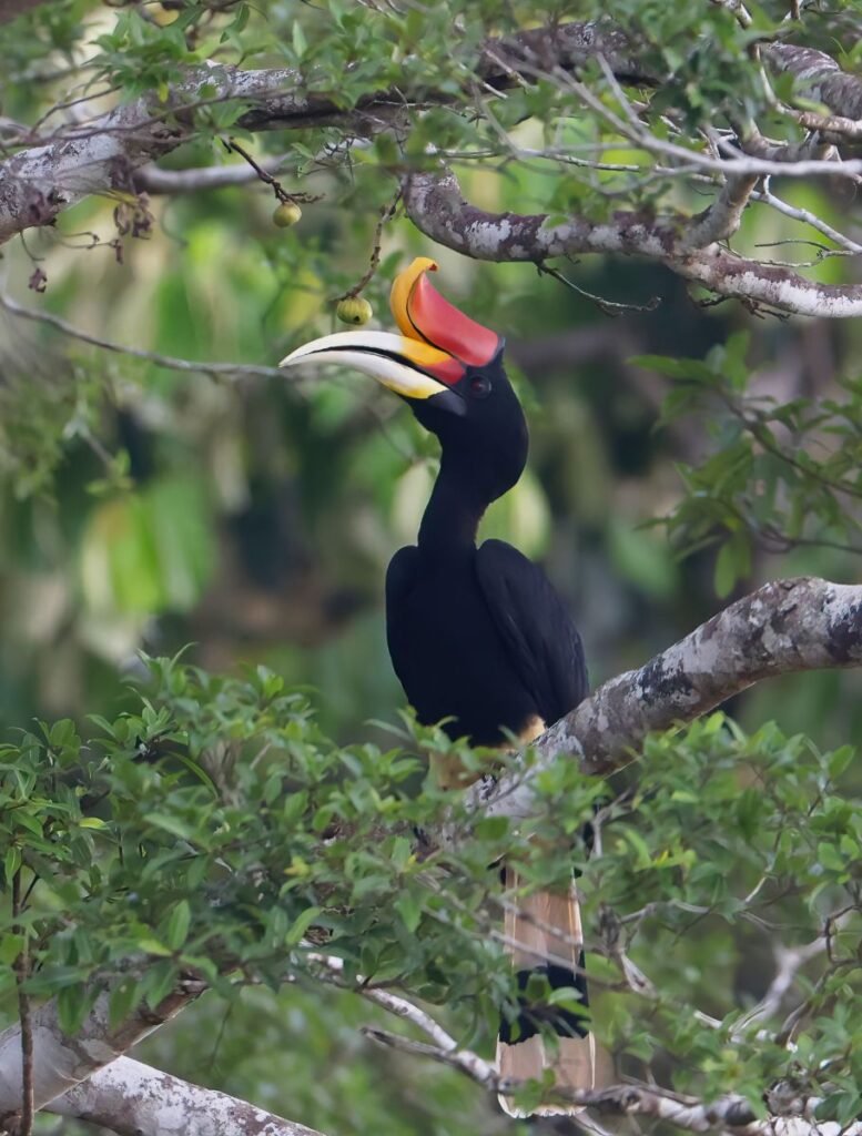 Rhinoceros Hornbill, Kinabatangan River, Borneo