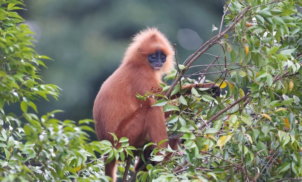 Red Leaf Monkey, Monkey, Danum Field Center, Borneo