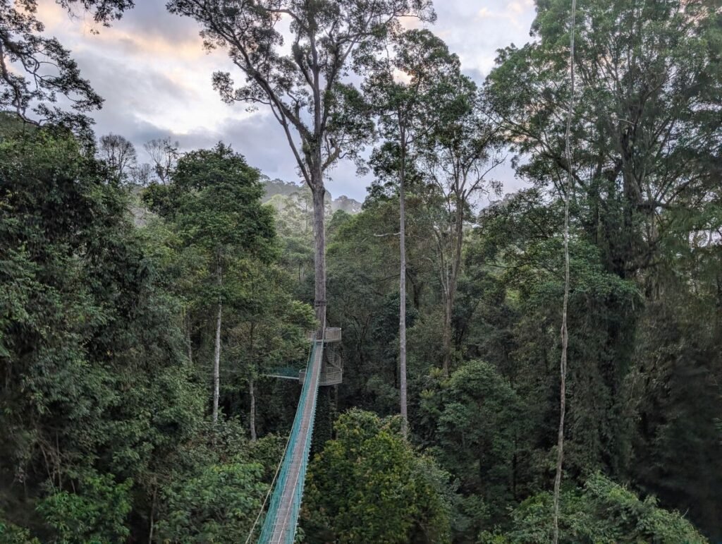 Borneo, Rainforest, Borneo Rainforest Lodge, Borneo Canopy Walk,