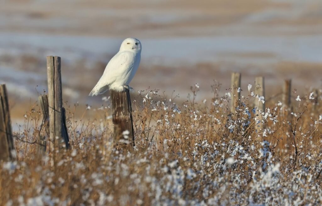 Snowy Owl
