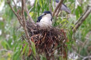 A0A2A3190-SharpenAI-Softness