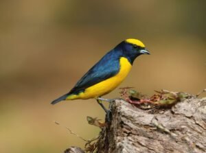 A0A2A5842-SharpenAI-Motion