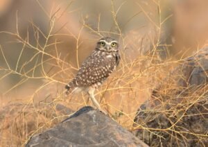 A0A2A6617-SharpenAI-Focus