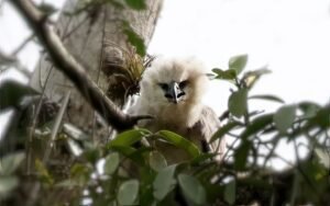 A0A2A8472-SharpenAI-Motion-gigapixel-very_compressed-width-8676px