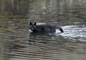 A0A2A9312-SharpenAI-Softness