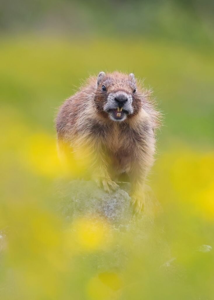 Yellow-bellied marmot