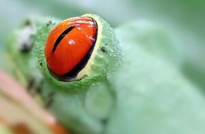 AA0A2A4320-DeNoiseAI-standard-SharpenAI-Softness