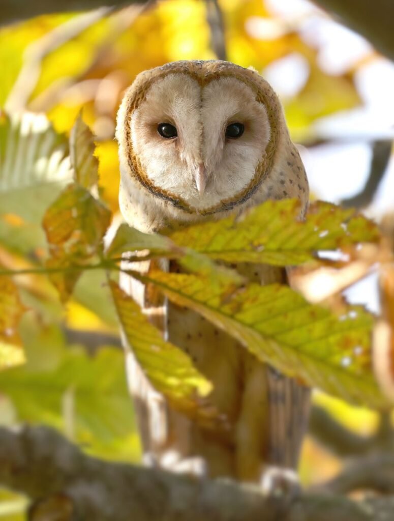Barn Owl British Columbia