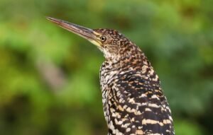 AA0A2A9210-SharpenAI-Motion