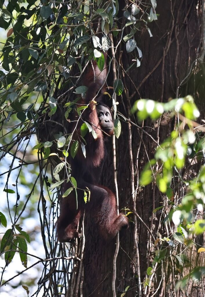 borneo orangutan
