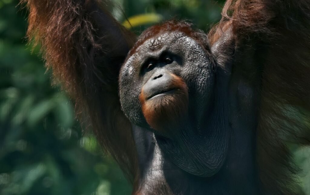 Sepilok Orang Utan Rehabilitation Centre