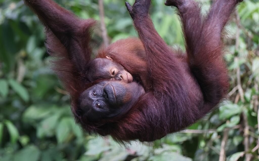 Sepilok Orang Utan Rehabilitation Centre