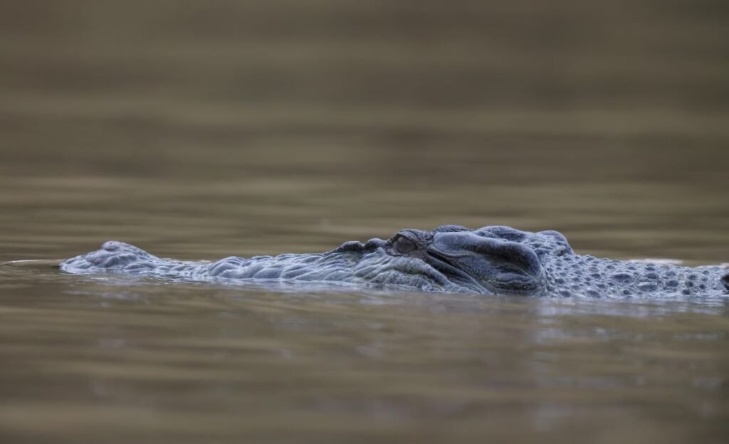 Crocodile along the Kinabatangan River Borneo