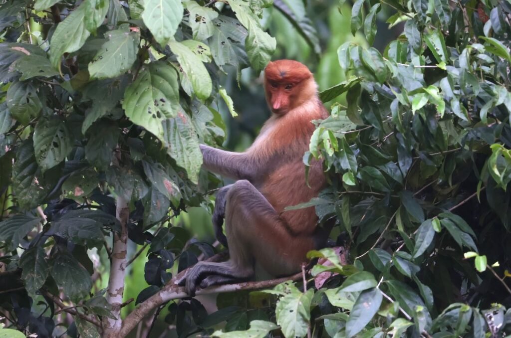 proboscis monkey borneo along the kinabatangan river
