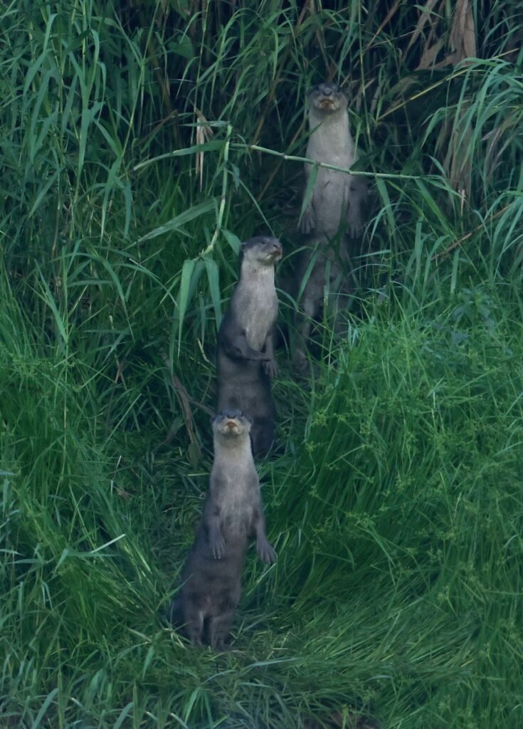 river otter along the Kinabatangan river borneo
