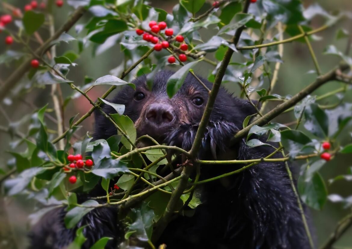 Black Bear British Columbia